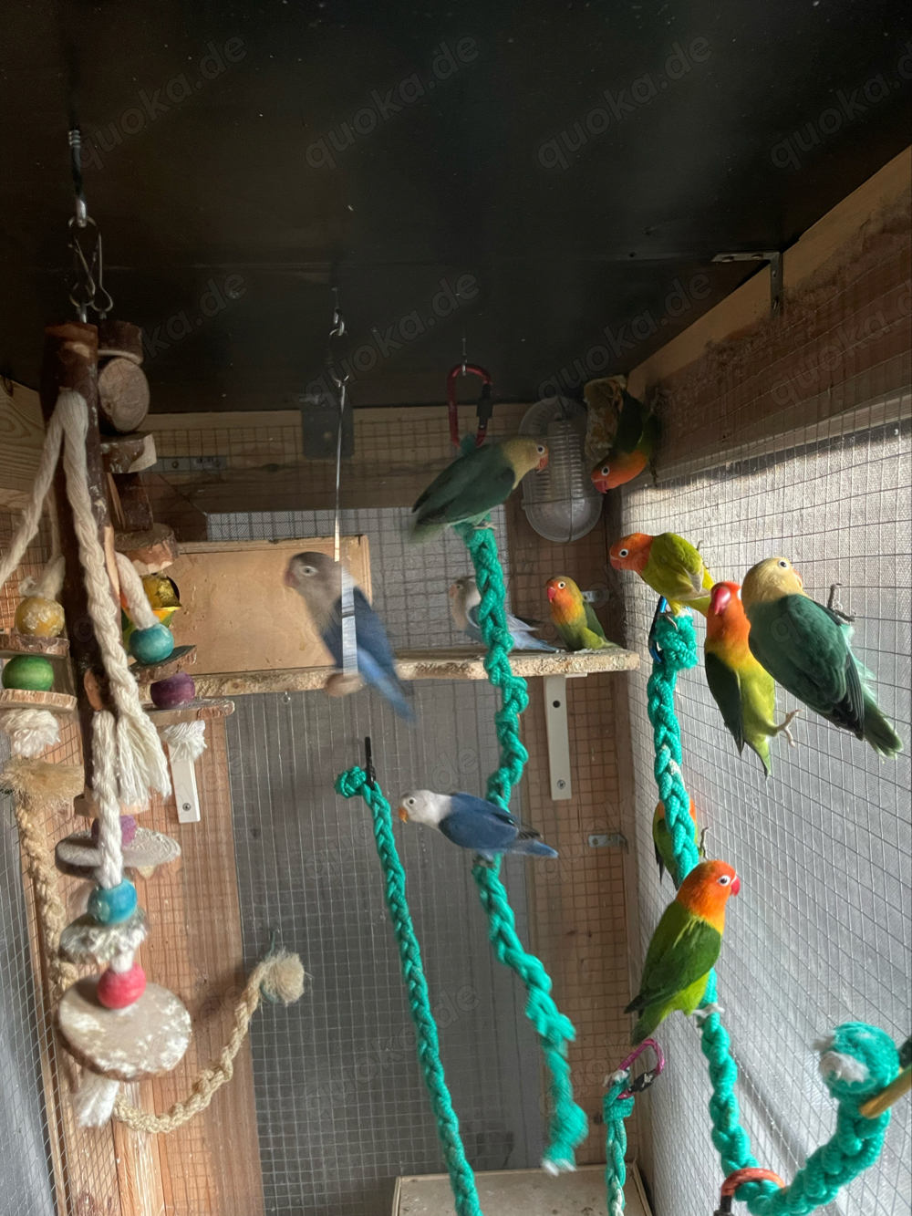 Junge Pfirsichköpfchen