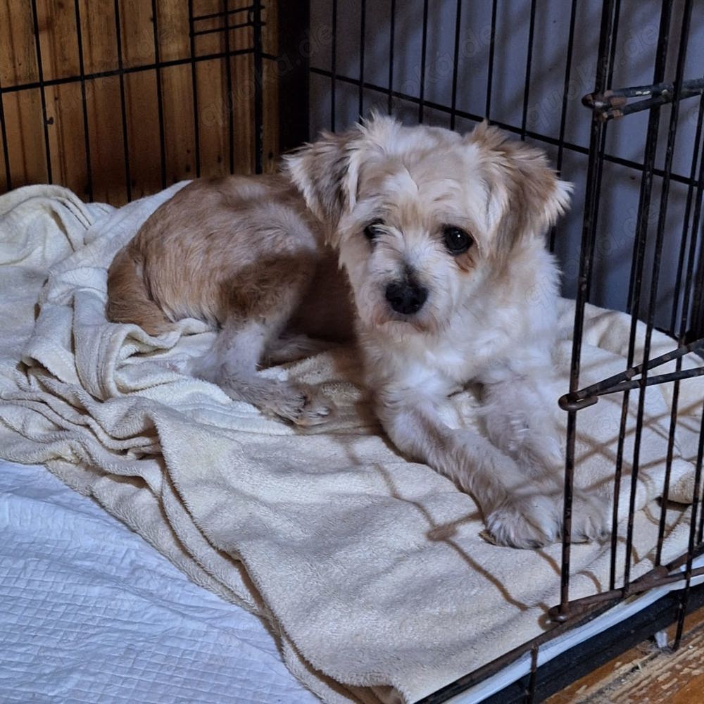 Silas stellt sich vor!