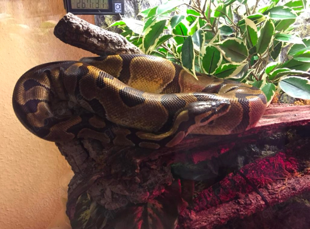 königspython mit Terrarium