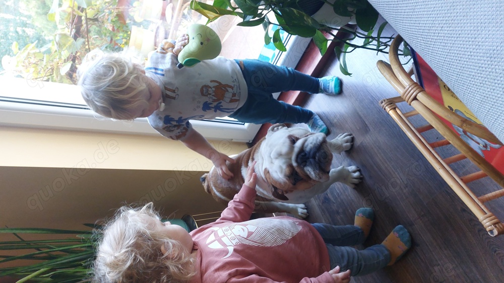 Englische Bulldogge sucht neues Zuhause (10 Monate) in Löcknitz Hunde