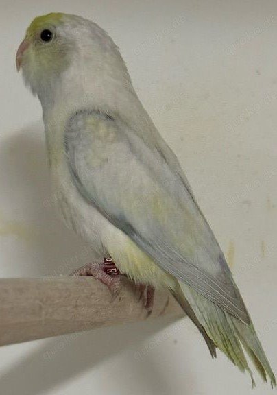 Verkaufe junge Blaugenicksperlingspapageien