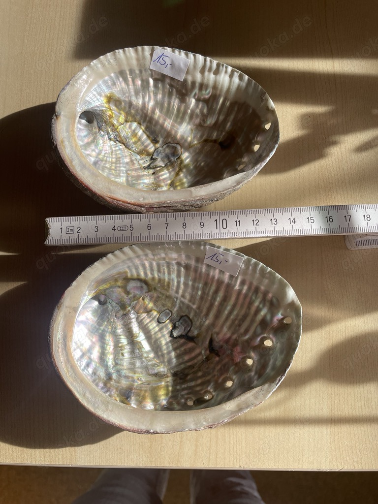 Abalone Muschel Haliotis