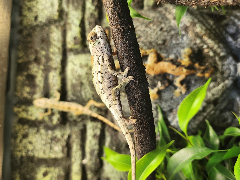 Pantherchamäleon Baby 