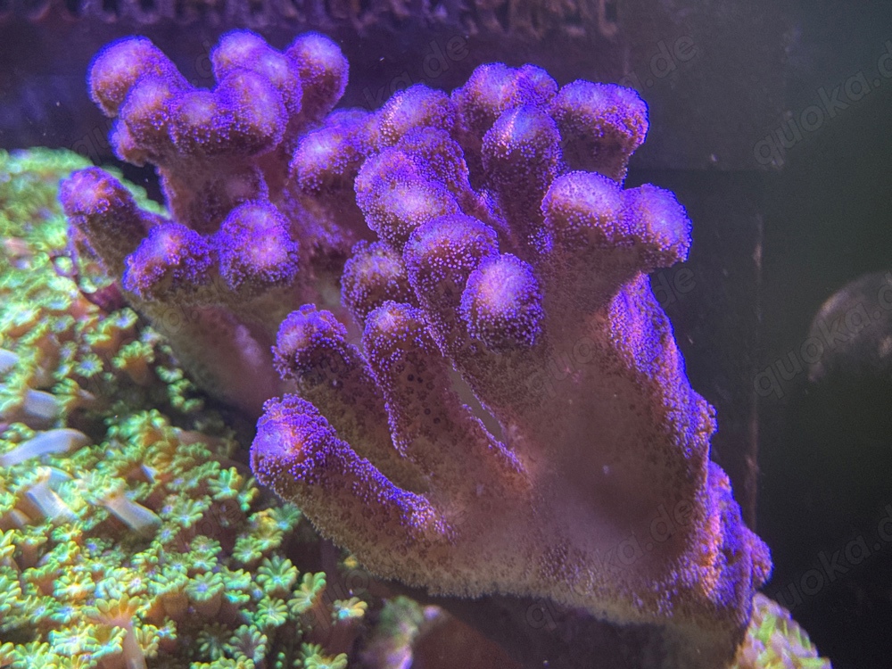Meerwasser Stylophora pistillata Milka - Koralle