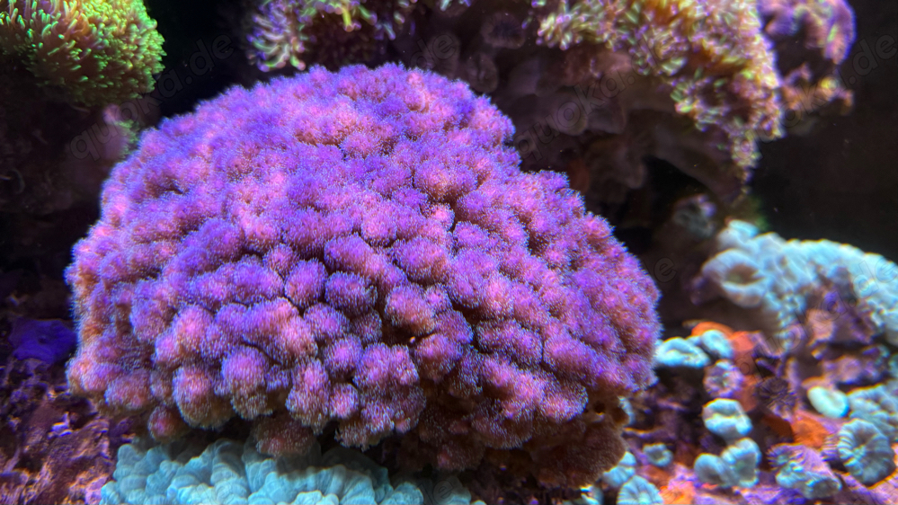 Pocillopora damicornis Himbeer Koralle Meerwasser
