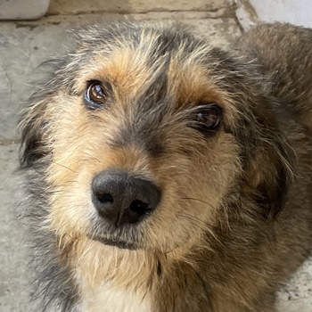 Flóki, geb. ca. 11 2023, lebt in GRIECHENLAND, auf einer privaten Pflegestelle 