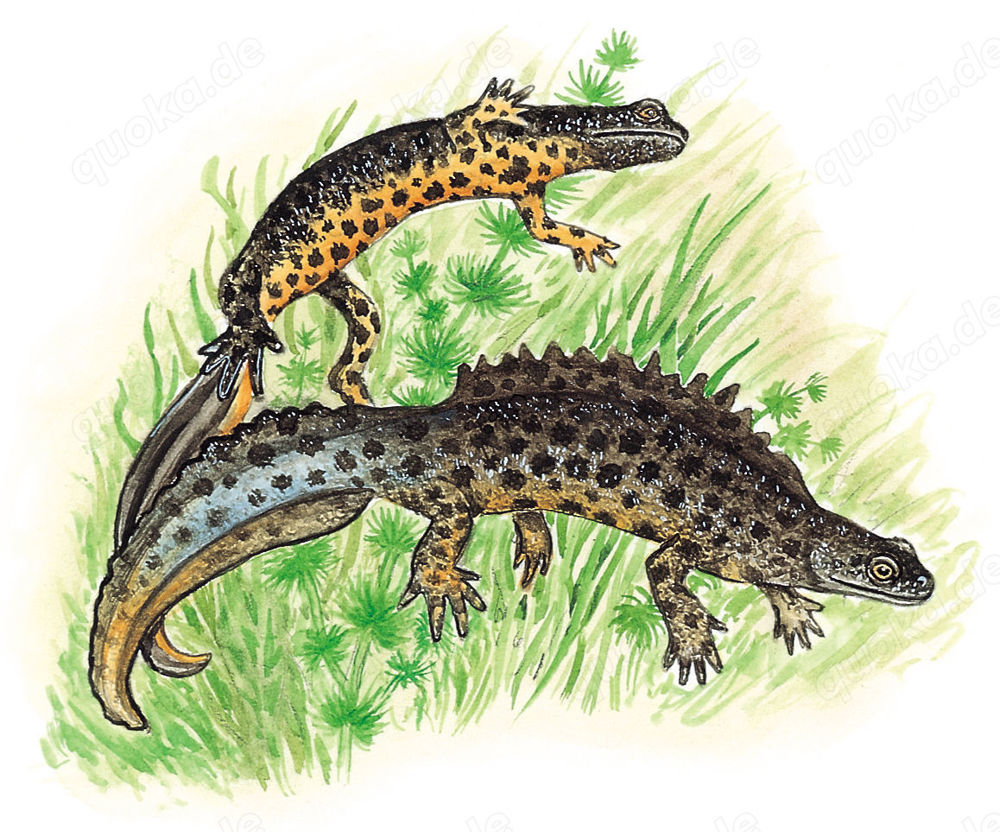 Triturus cristatus Triturus cristatus