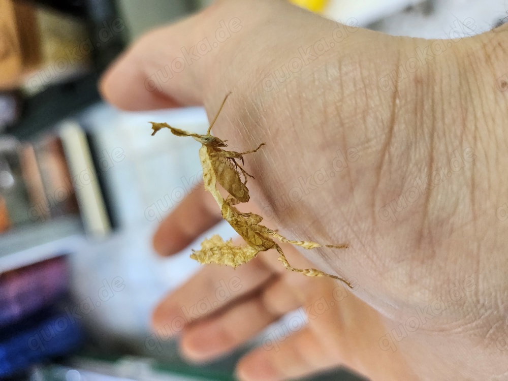 Idolomantis diabolica