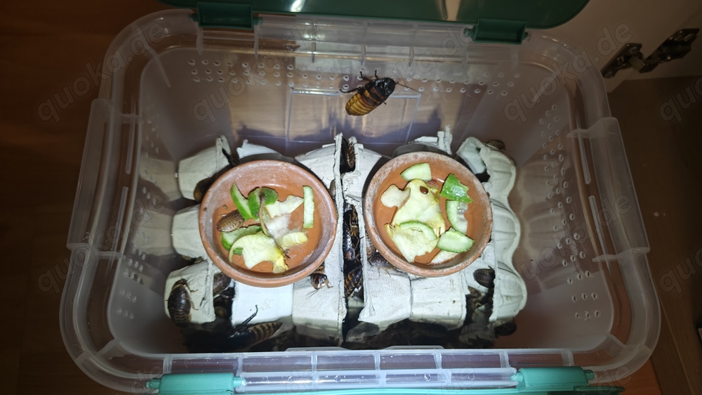 100 g Argentinische Waldschaben   gemischt, aus eigener Zucht   Abholung in Darmstadt