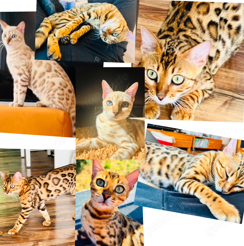 snow lynx mink und braune Bengal Kitten 