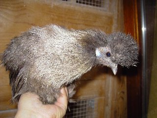 Bruteier von Zwergseidenhühner silberwild