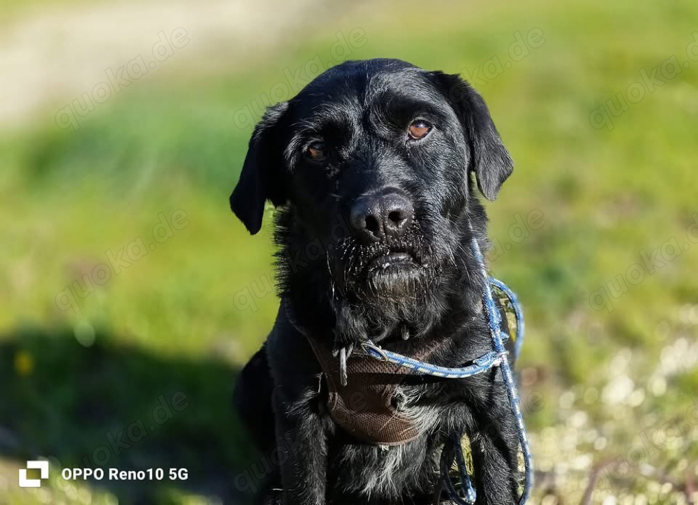 Senior ROKKO    sucht Familienanschluss