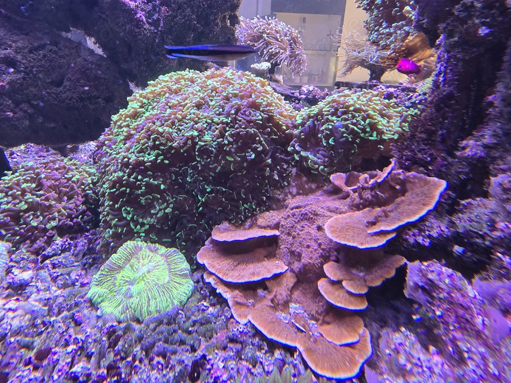 Korallen Anemonen Ableger Nachzuchten Meerwasser Starterpakete Mengenrabatt