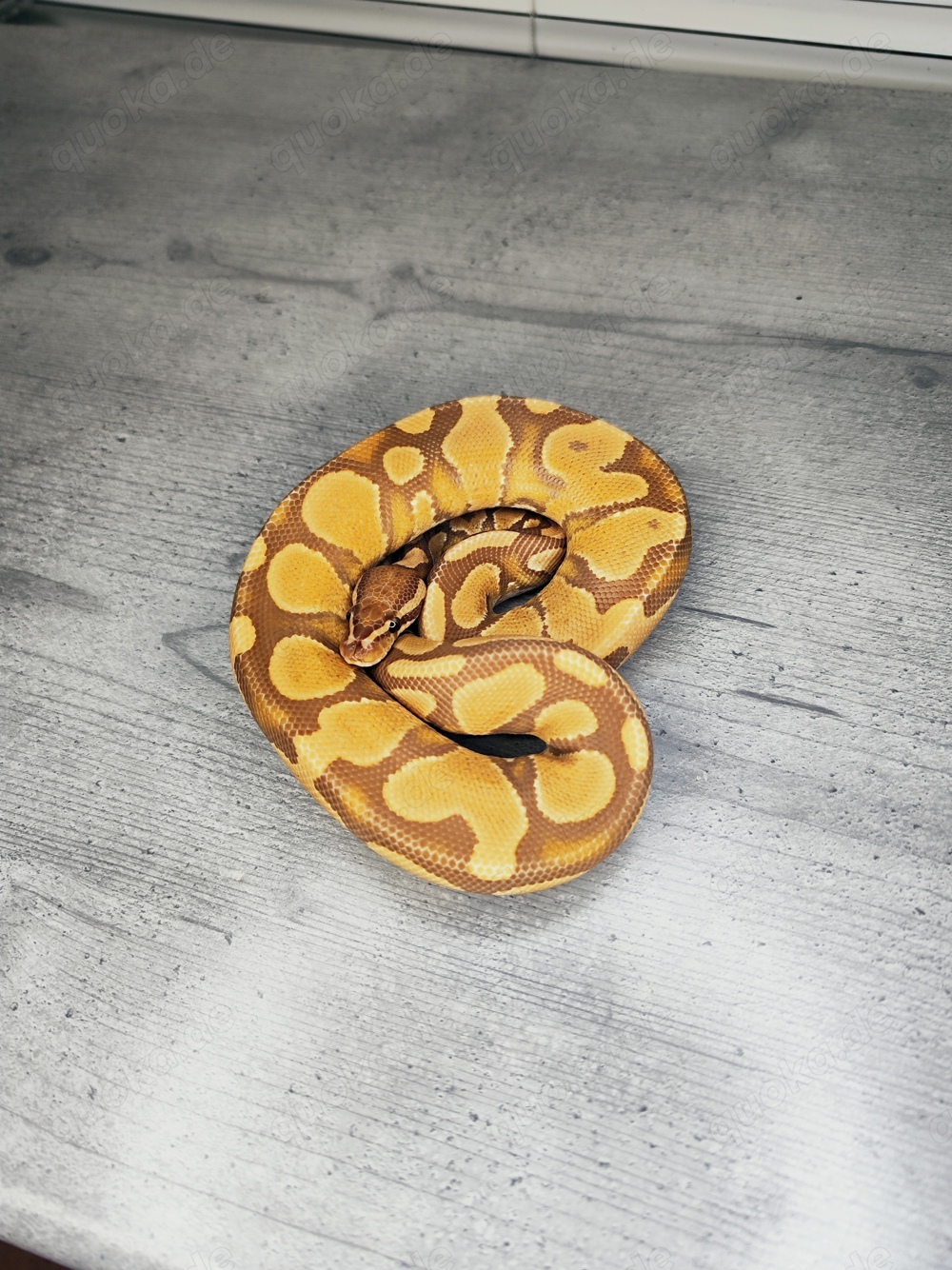 1.0 YB Ultramel Königspython 