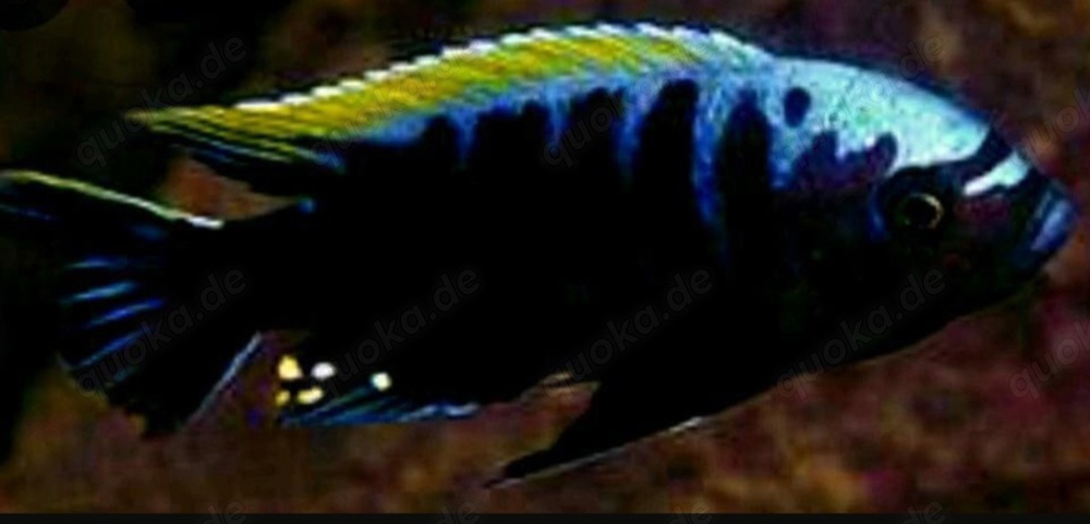 Malawi- u. Tanganjikabuntbarsche 