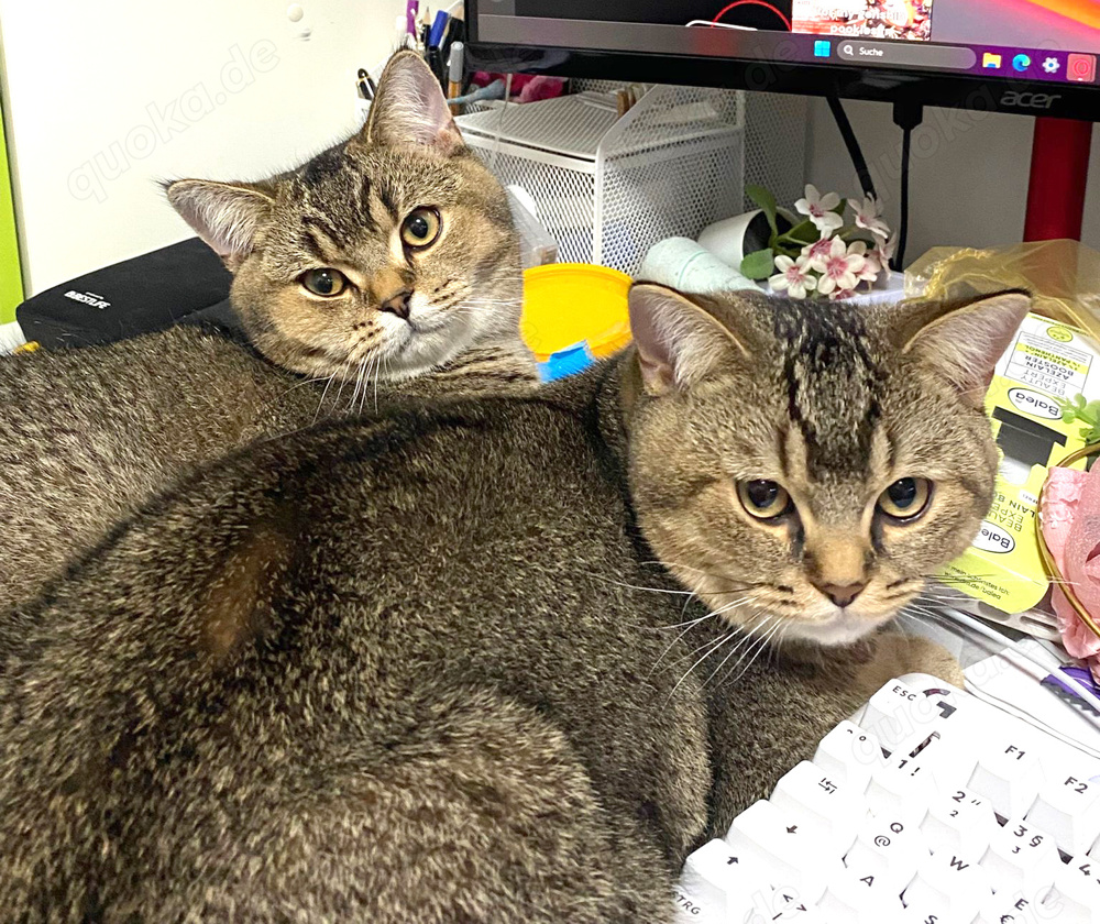 2x BKH Kater Britisch Kurzhaar aus Dortmund