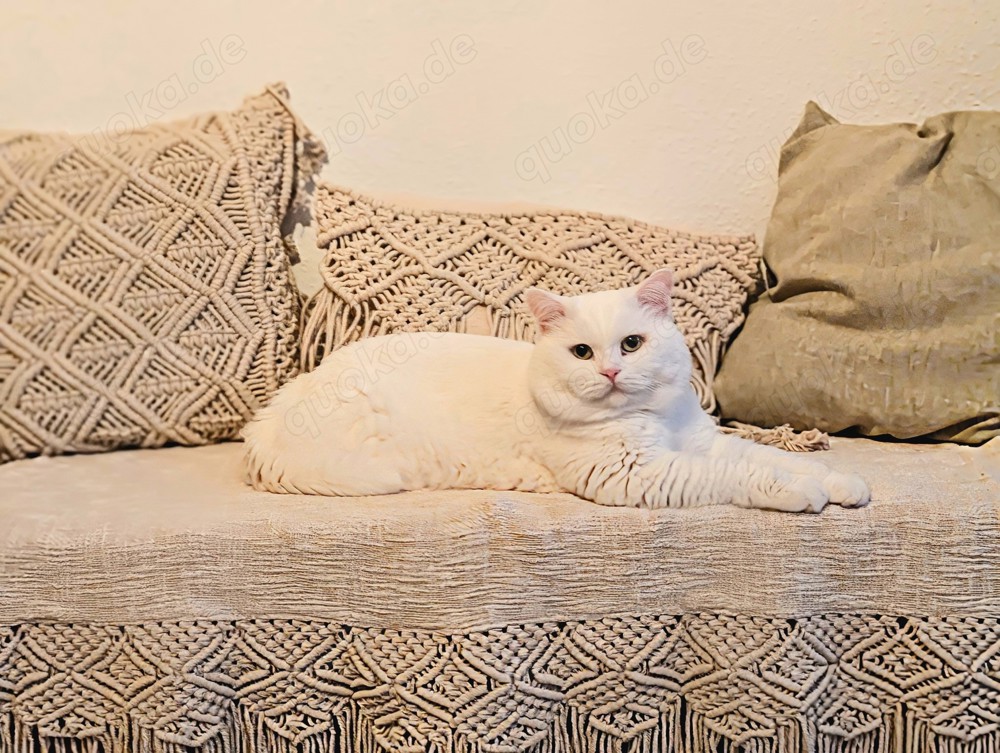 Deckkater BKH Pamuk schneeweiß Blutgruppe B