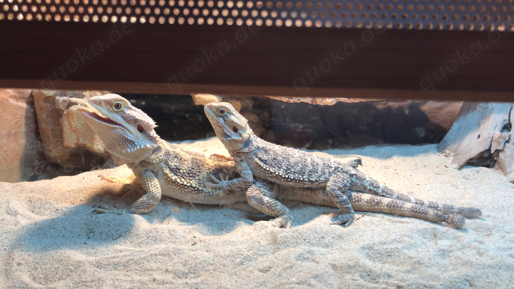 Bartagamenjungtiere von Mai 2024