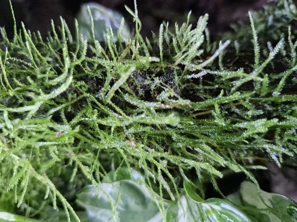 Javamoos, Taxiphyllum barbieri Javamoos, Taxiphyllum barbieri