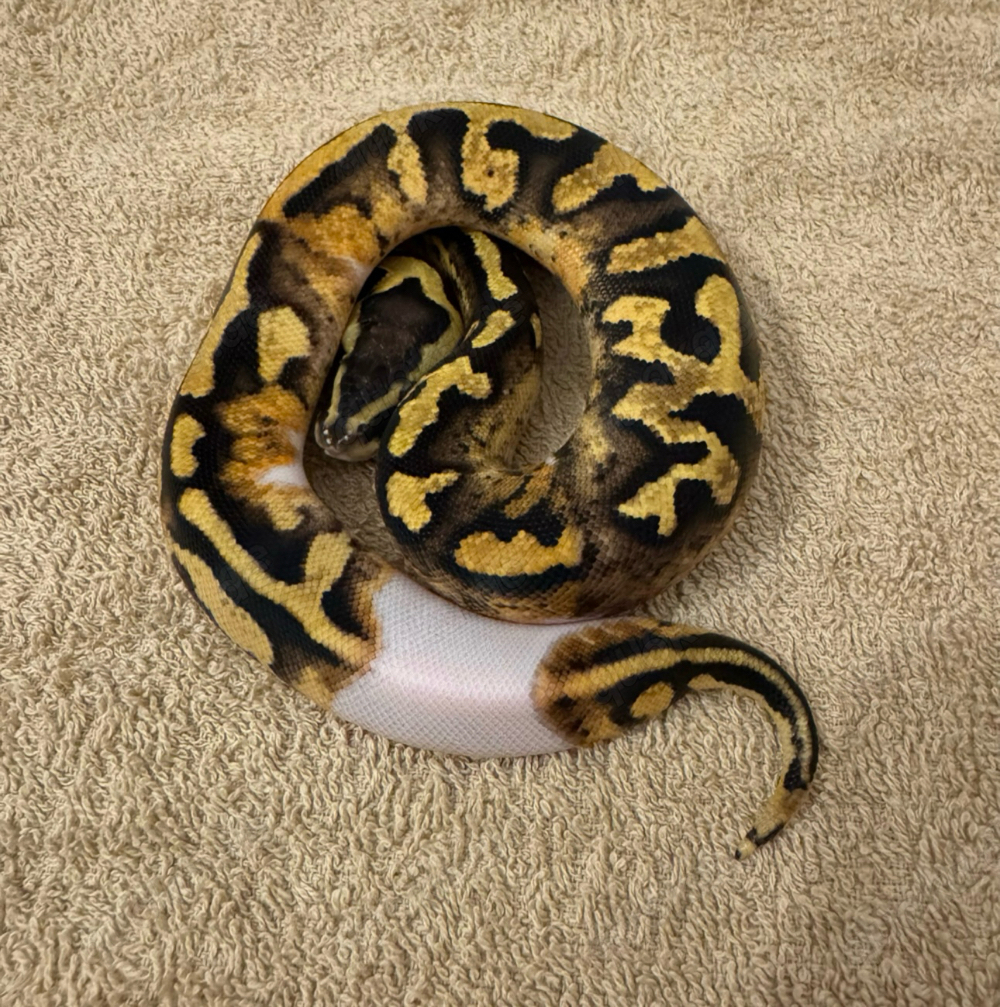 1.0 Pastel Pied 1.0 Pastel Pied