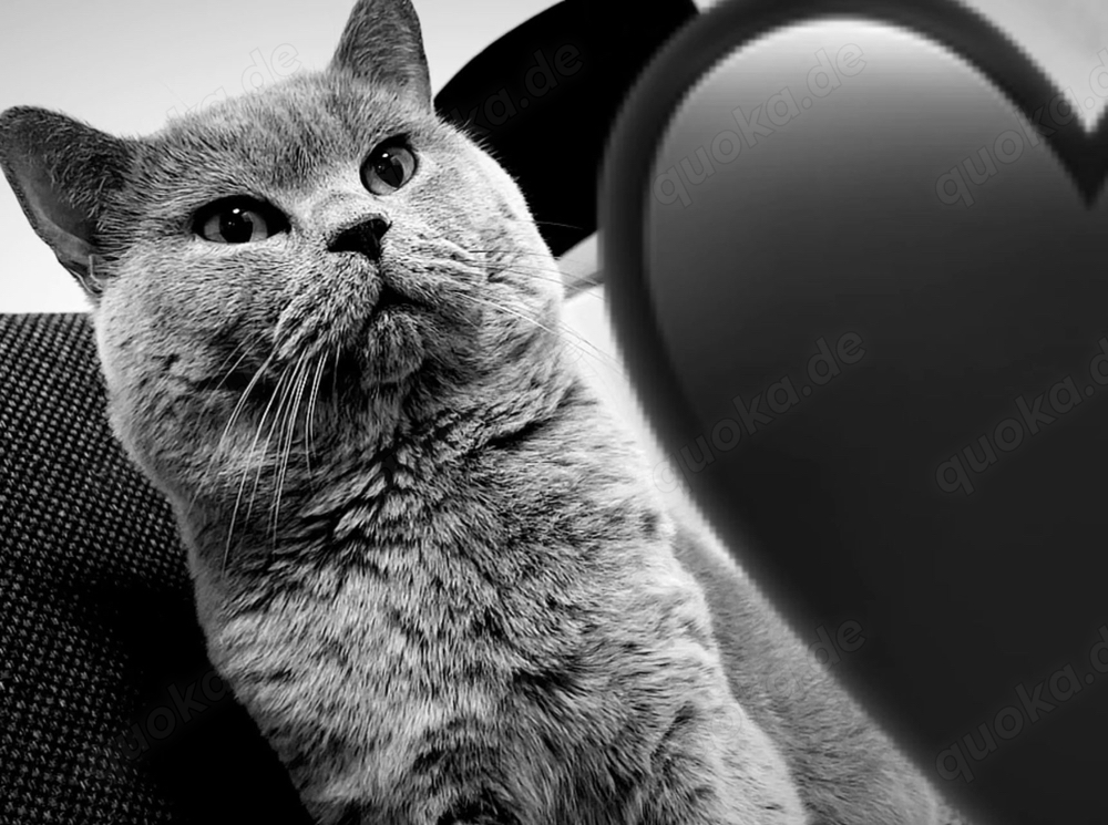 Deckkater BKH reinrassig kein verkauf 