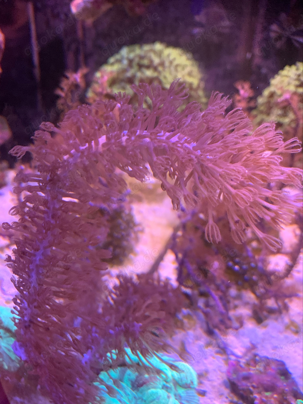 Gorgonie korale ableger 