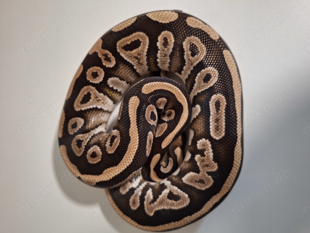 Mystik dh Pied Ultramel 1.0