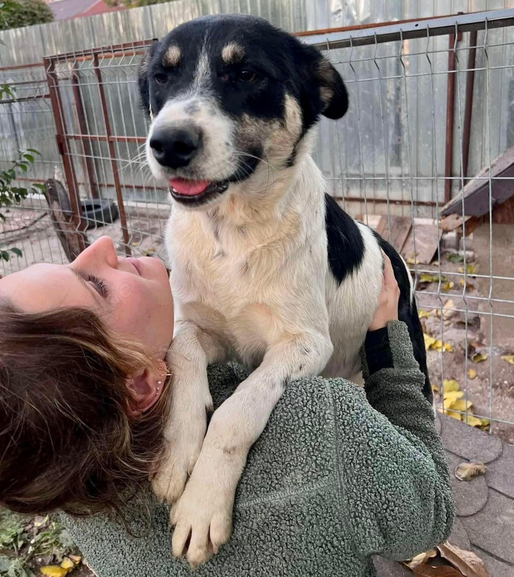 Sanfter, verschmuster Rüde Jaron