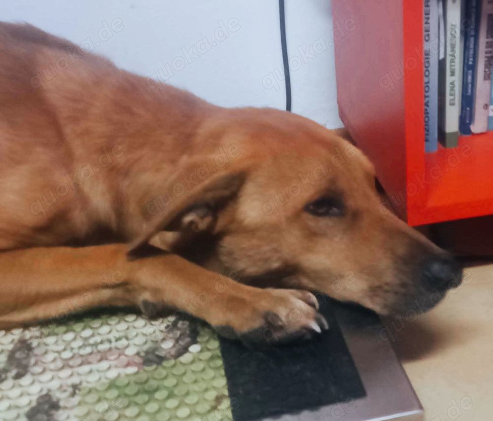 Emilio - wer hat ein Körbchen frei?