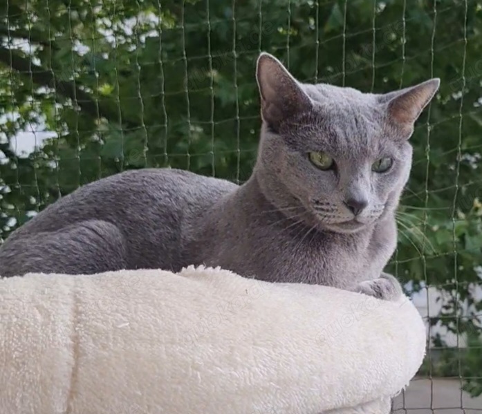 Russisch Blau Deckkater 