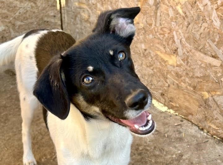 Emma sucht Geborgenheit und ein Zuhause