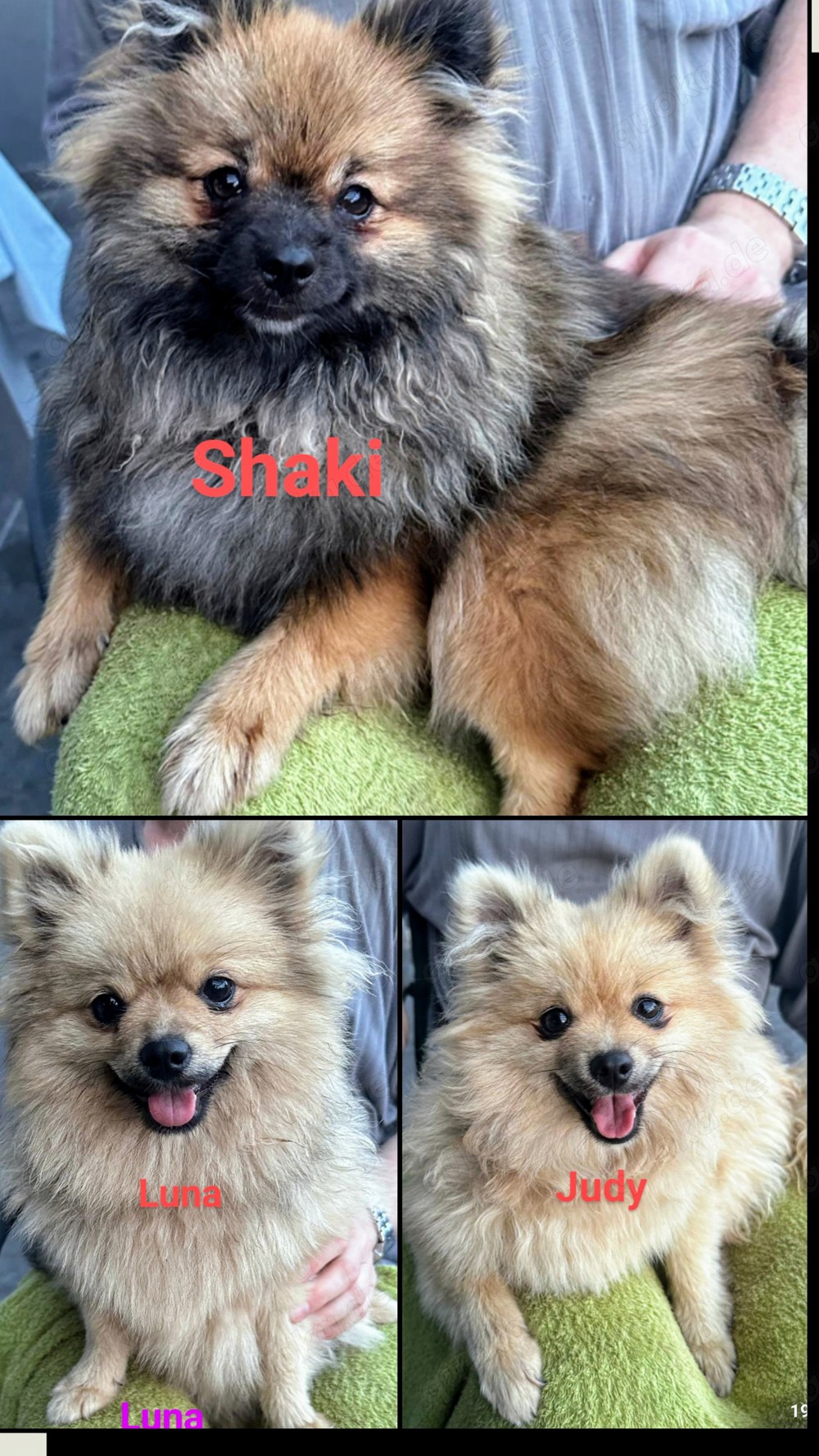 außergewöhnliche pomeranian zwergspitz