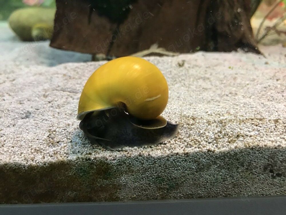 Apfelschnecken Gelbe für Axolotl Becken geeignet