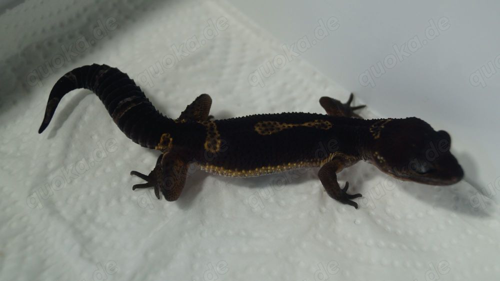 Leopardgecko Black Night 0.0.4 aus 24