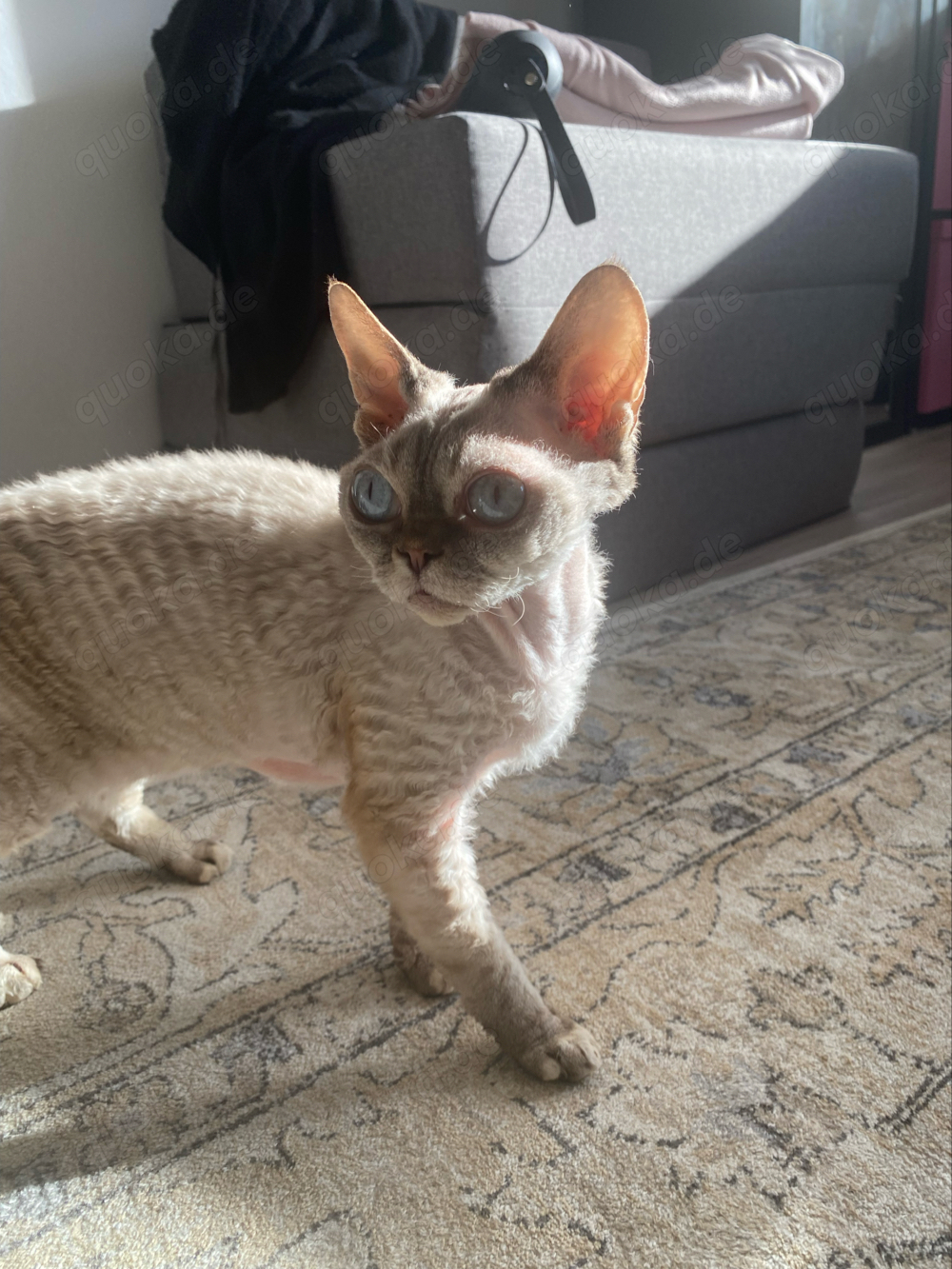 Devon Rex Katze in Fürth Katzen kostenlose Kleinanzeigen