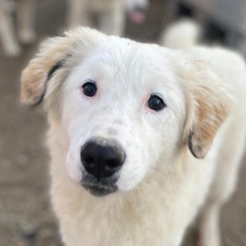 Skippy, geb. ca. 05 2022, lebt in GRIECHENLAND, im städt. Tierheim Serres 