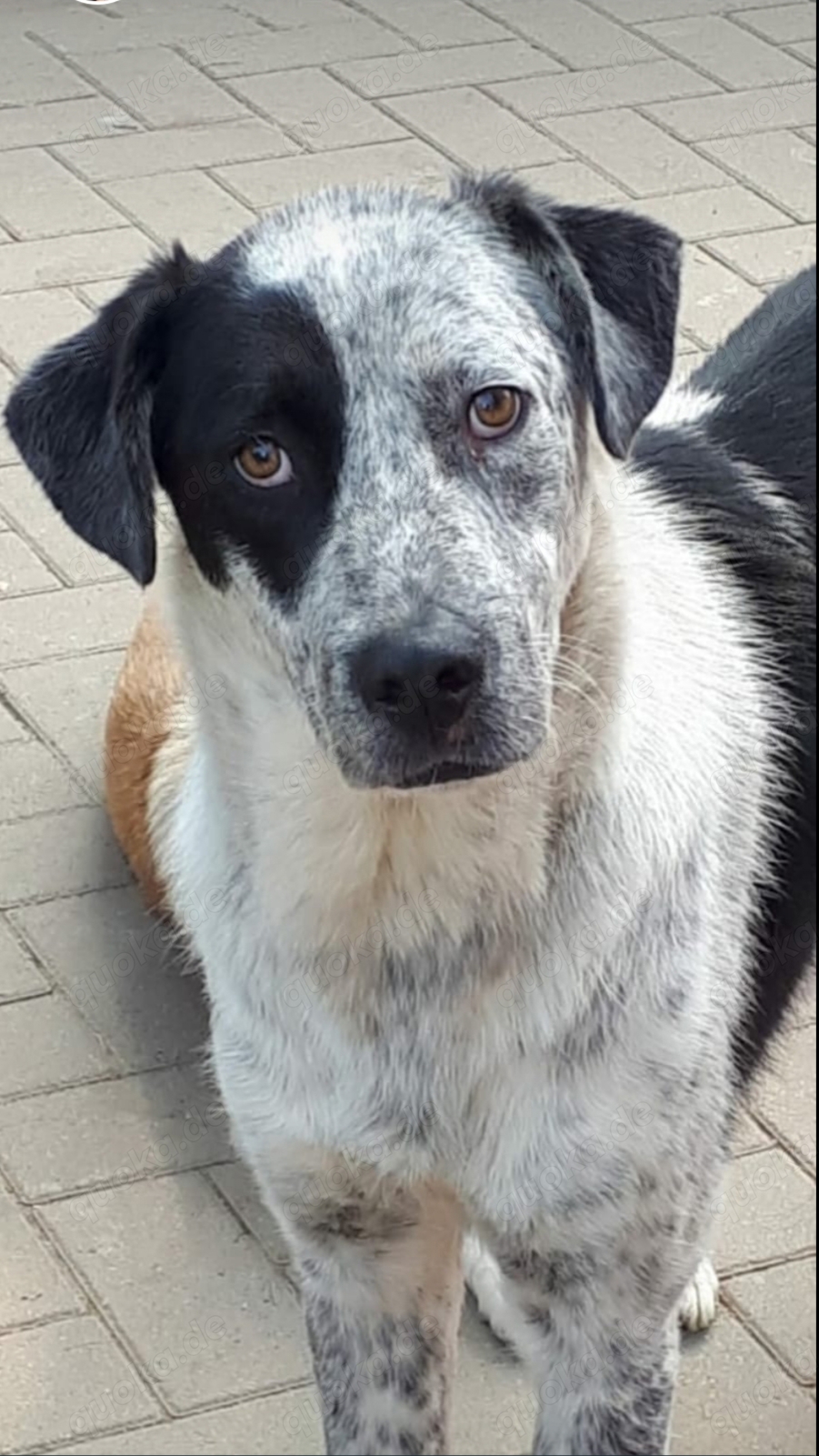 Chester grosser Mischlingsrüde 