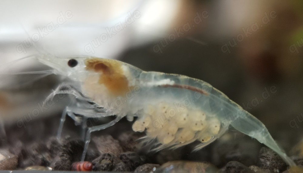 1,50  St. White Pearl Garnele (Neocaridina  palmata) weiß