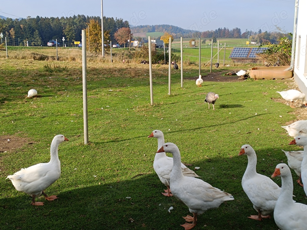 Gänse und Pekingenten zur Zucht abzugeben !