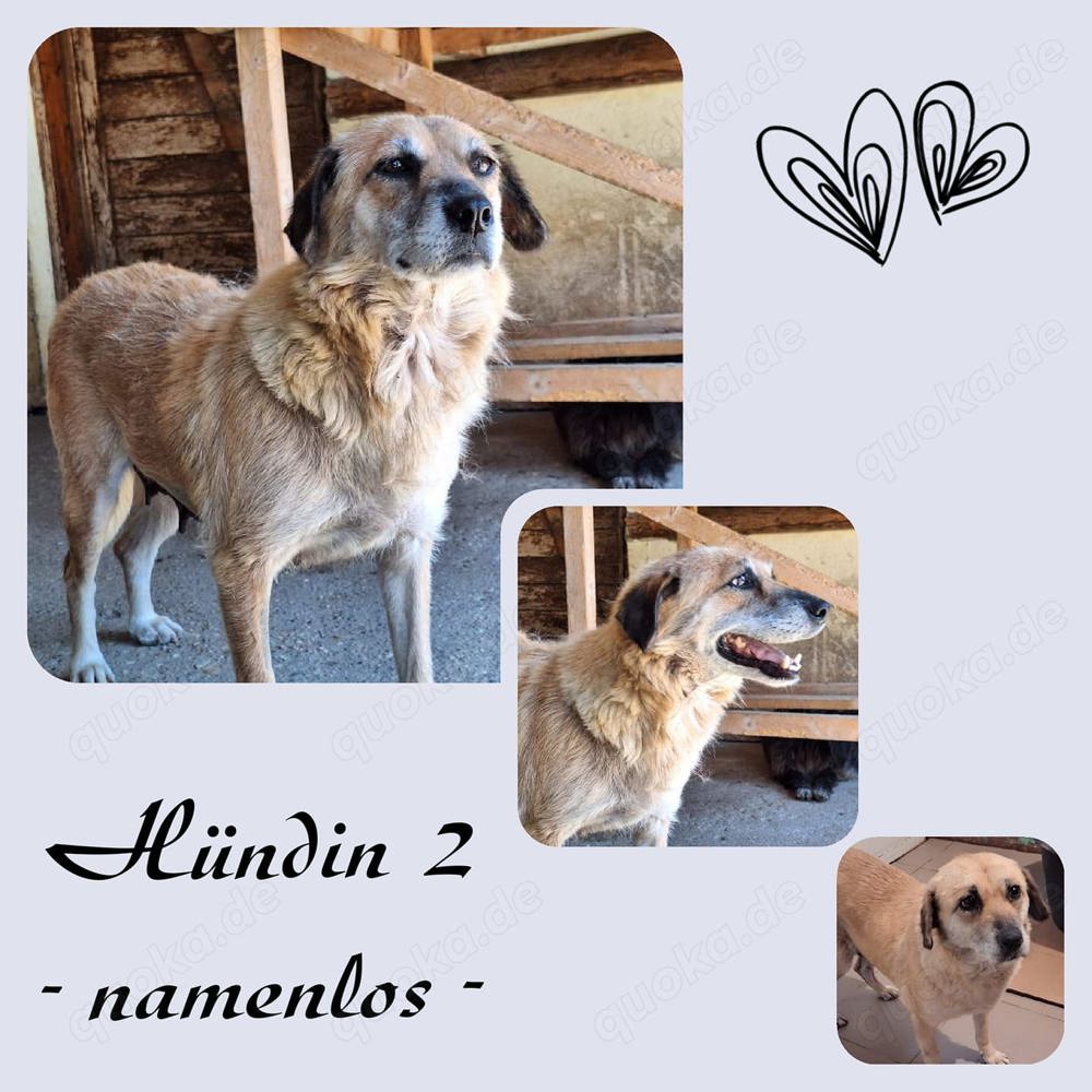 Esme würde so gerne zu ihren Menschen kommen