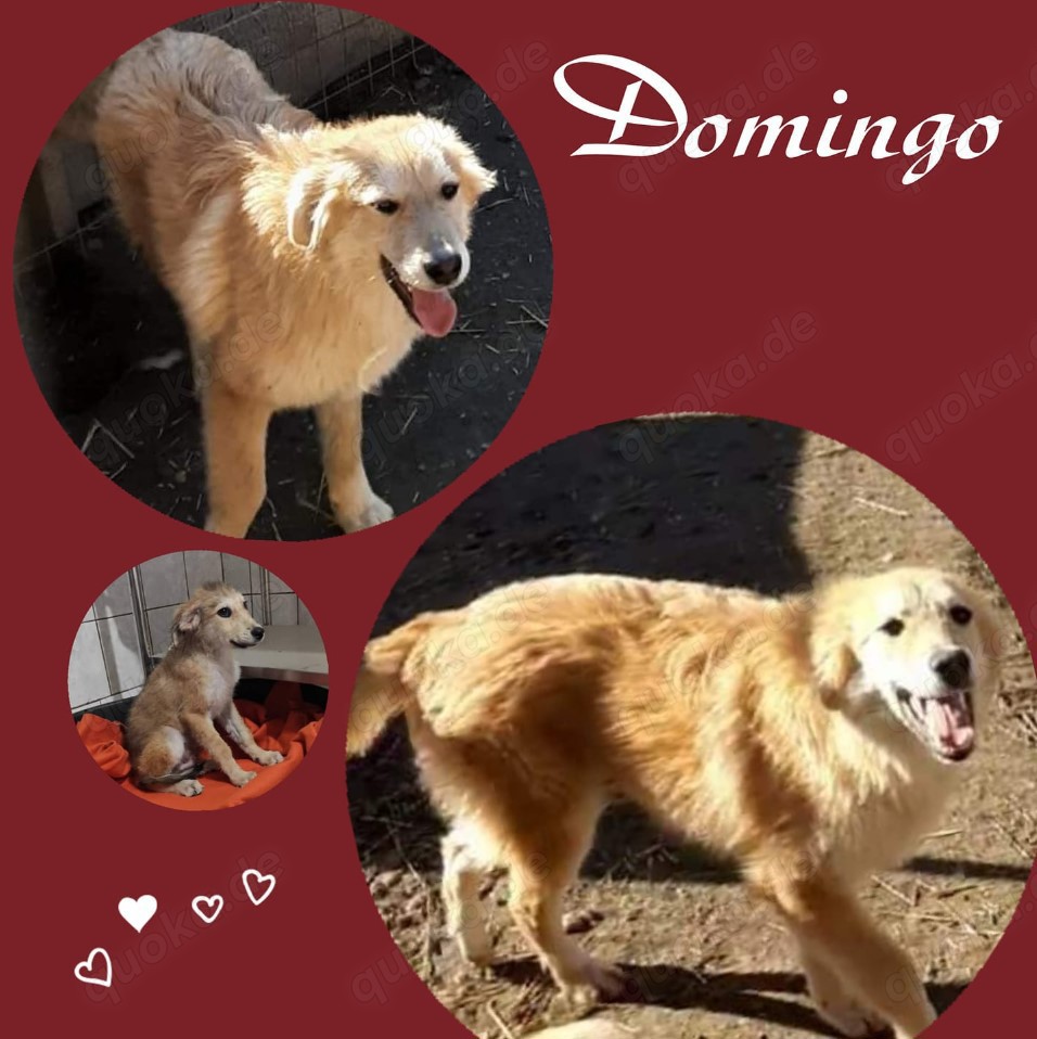 Der tolle DOMINGO stellt sich vor!