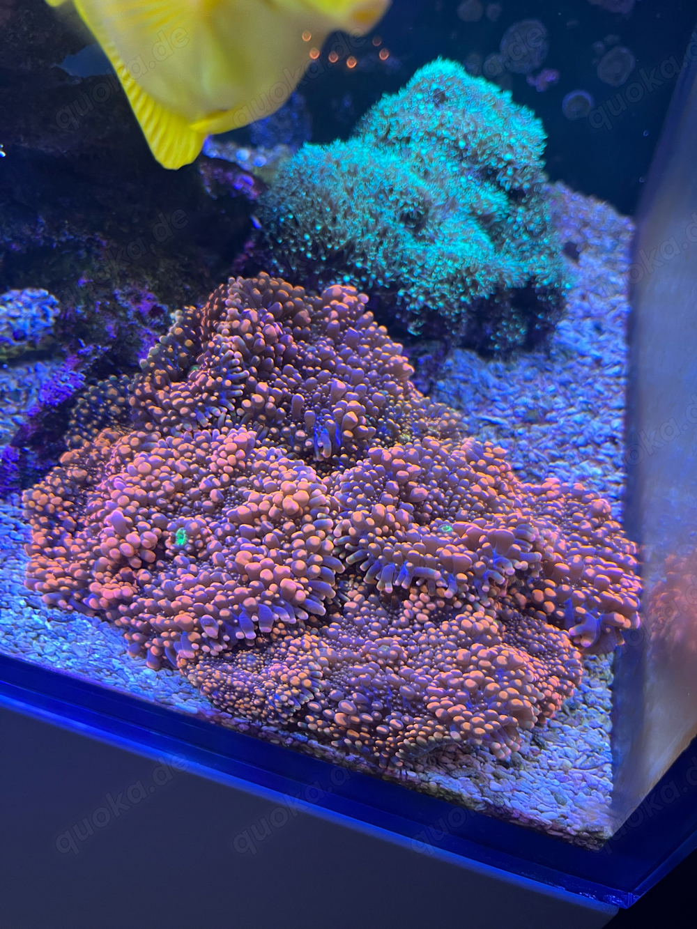 Ricordea Scheibenanemone