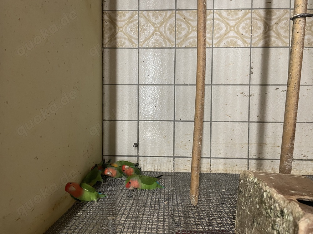 Rosenköpfchen Agaporniden Rosenköpfchen Agaporniden