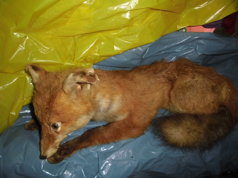 Ausgestopfter Fuchs Tierpräparat 51cm