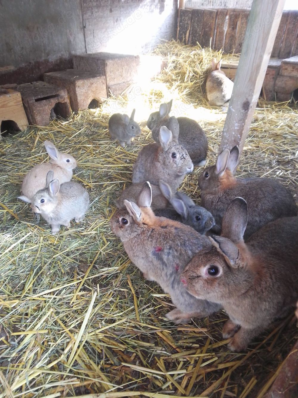 Wildkaninchen mit natürlichen Instinkten