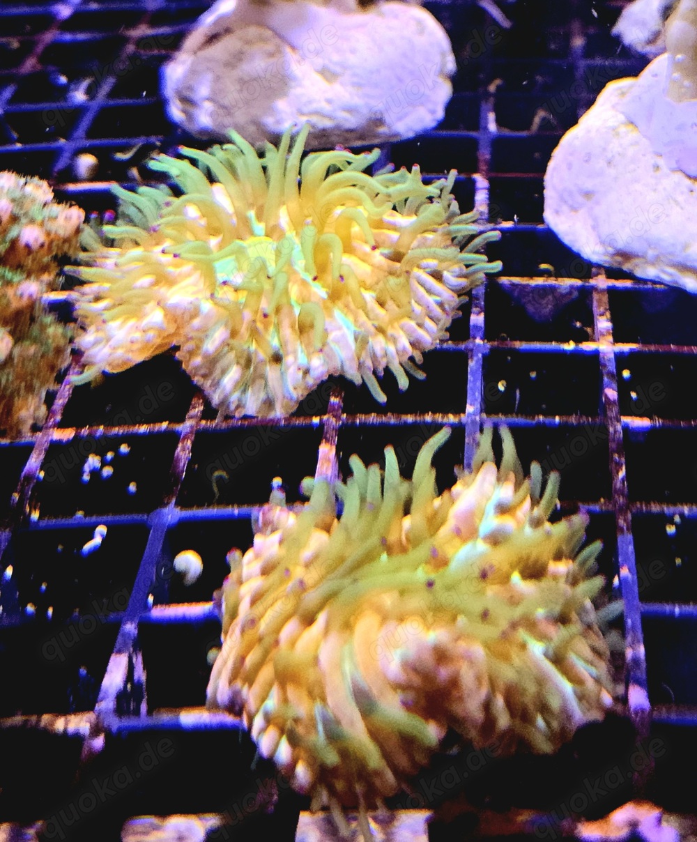 Fungia Rainbow Meerwasser Korallenableger