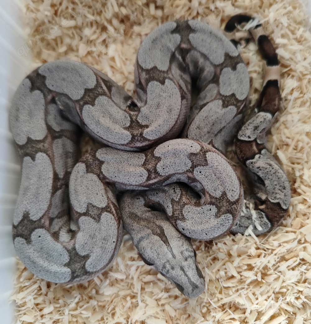 0,1 Boa constrictor amarali Silverback 