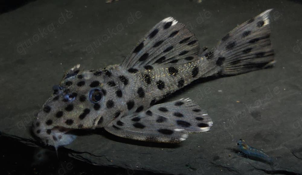 L 264 - Leporacanthicus joselimai - L-Wels - Aquarium Zierfisch
