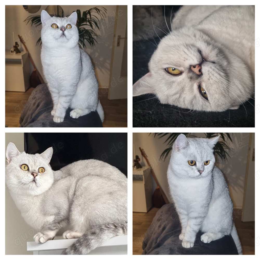 Deckkater BKH  Blutgruppe B 