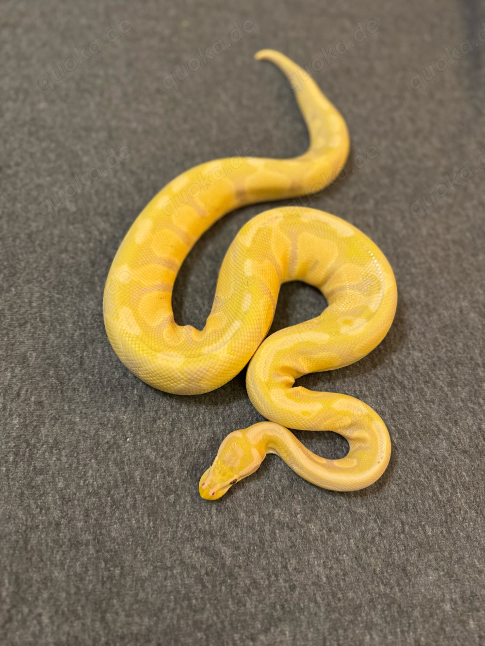 1.0 Lavenderalbino 66% double het. Piebald Clown 2020 Königspython